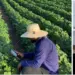 Academia do Empreendedor aposta na formação do Agro-negócio
