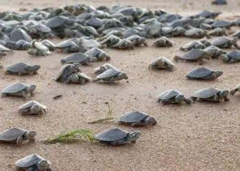 Projecto Kitabanga regista mais de 200 mil  neonatos de tartarugas na costa angolana