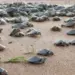Projecto Kitabanga regista mais de 200 mil neonatos de tartarugas na costa angolana