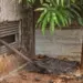 Jovem morre electrocutado ao vandalizar PT em Viana