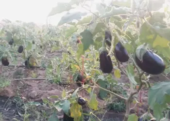 Agricultores à procura de financiamentos  para transformar Cubal na “capital” da beringela na região centro