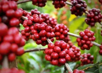 Produção de café atinge 13  mil toneladas na campanha  agrícola em 2023