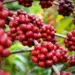 Produção de café atinge 13  mil toneladas na campanha  agrícola em 2023