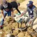 SIC-Luanda  incinera mais  de 700 quilos  de liamba