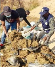 SIC-Luanda  incinera mais  de 700 quilos  de liamba