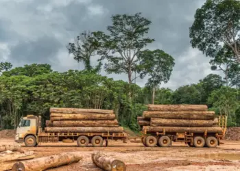 Garimpo  no polígono  florestal  da Ganda  “ensombra”  empresas  licenciadas