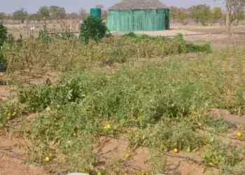 Praga da lagarta ameaça destruir produção de tomate no Perímetro irrigado da Matala