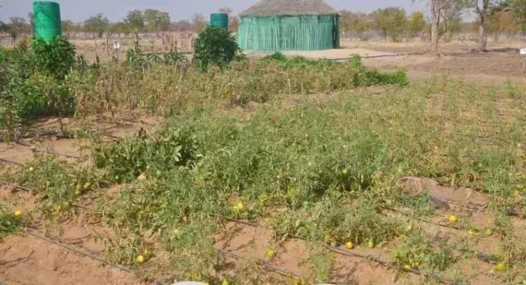 Praga da lagarta ameaça destruir produção de tomate no Perímetro irrigado da Matala