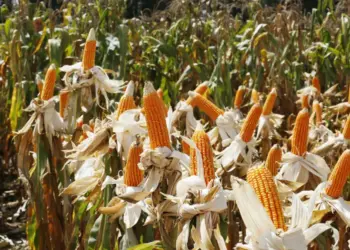 Cerca de 150 mil famílias beneficiam de crédito do BCI para a produção de grãos