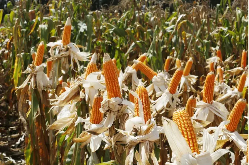 Cerca de 150 mil famílias beneficiam de crédito do BCI para a produção de grãos