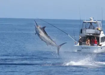 Fishi On conquista torneio internacional de pesca desportiva no Dirico