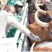 Angola começa a produzir vacina animal já no próximo ano a partir do Huambo