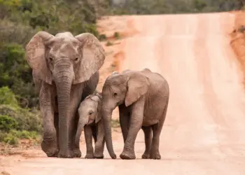 National Geographic anuncia pesquisa de ADN da espécie  de elefante de Angola