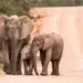 National Geographic anuncia pesquisa de ADN da espécie de elefante de Angola
