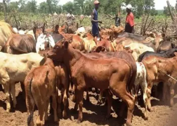 Famílias no Namacunde recebem trinta cabeças de gado no âmbito do combate à pobreza 