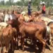 Famílias no Namacunde recebem trinta cabeças de gado no âmbito do combate à pobreza