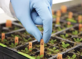 Especialista defende introdução da  biotecnologia no sistema agrário