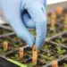 Especialista defende introdução da  biotecnologia no sistema agrário