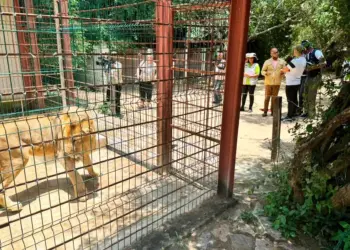 Leões devoram gado bovino no município do Calai