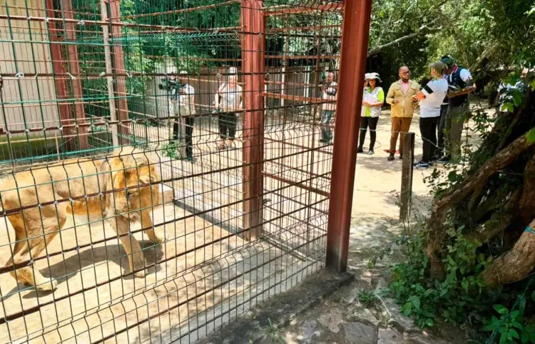 Leões devoram gado bovino no município do Calai