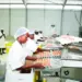 Namibe aumenta produção de ovos em 3000%