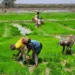 Produção de arroz é um facto em Catete