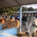 Feira agropecuária e leilão de gado rendem mil milhões de kwanzas aos criadores