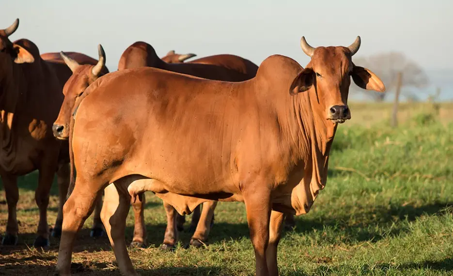 Feira Agro- pecuária da Huíla projecta negócios de 300 milhões de kwanzas
