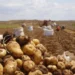 Alfeu Vinevala retoma a produção de batata-rena cinco anos depois