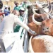 Criadores de gado de Milunga no Uíge ‘reféns’ de veterinários da RDC