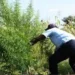 Três campos de cultivo de liamba destruídos no Zaire