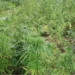 Polícia destrói mais de dois hectares de liamba no Zaire