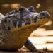 Pescador luta com jacaré e sobrevive no Moxico