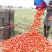 Tomate produzido no Namibe abastece mercado namibiano