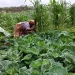 Campanha agrícola envolve mais de 20 mil famílias no Cachiungo