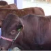 Médica veterinária exorta controlo da transumância do gado para evitar riscos de saúde
