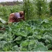 FADA investe 28 mil milhões de kwanzas na aquisição de equipamentos para promover agricultura familiar