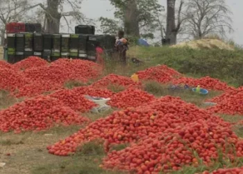 Luanda encerra ano agrícola com uma  produção de 100 mil toneladas de produtos