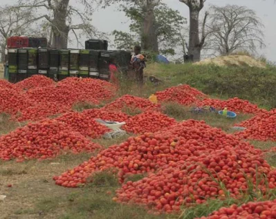 Luanda encerra ano agrícola com uma produção de 100 mil toneladas de produtos