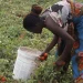 Viva Seguros quer apoiar cerca de um milhão de famílias agrícolas nos próximos anos