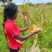 Mulheres empreendem em processamento  de produtos do campo na Matala