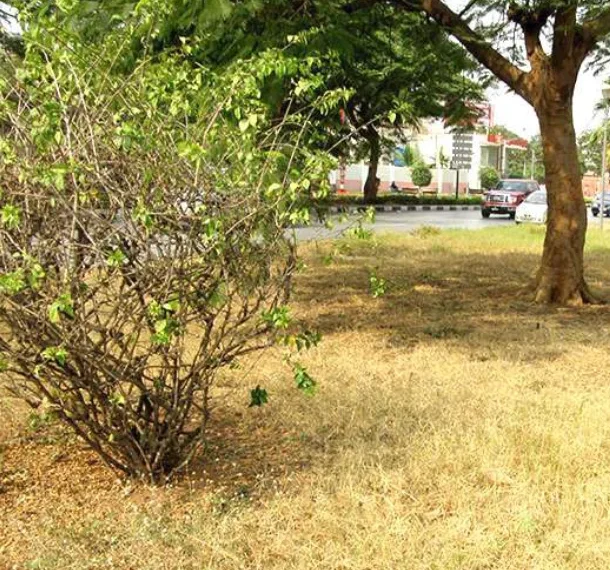 Carta do leitor: Calor sem arborização em Luanda
