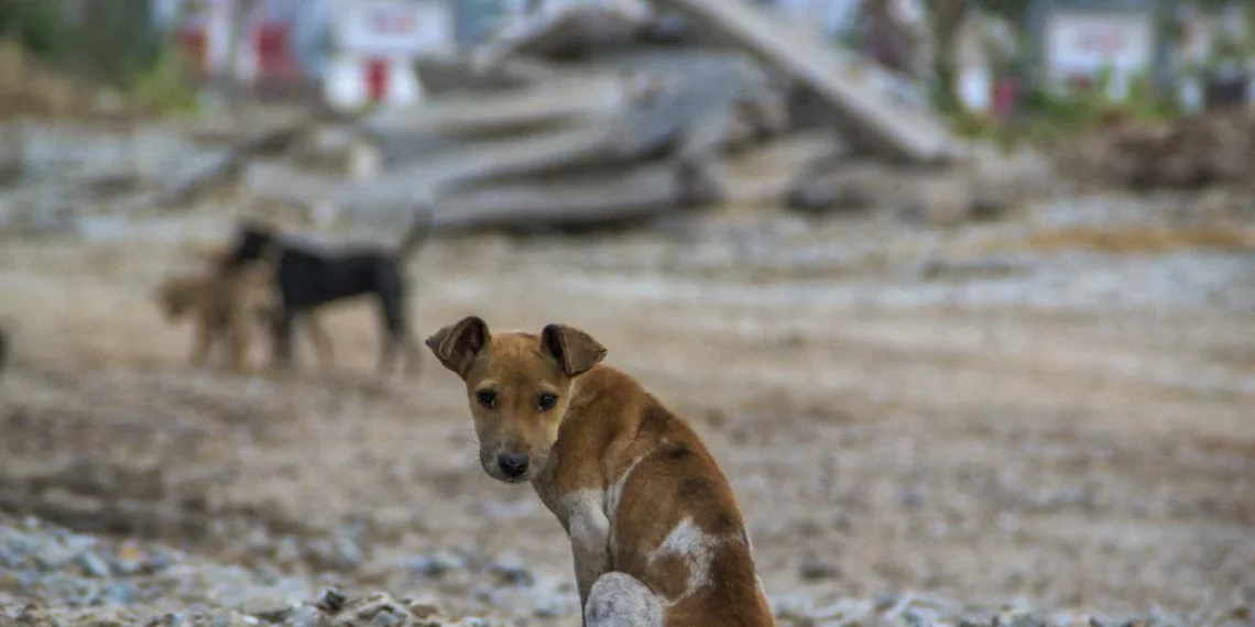 Mais de 100 casos de mordeduras de animais registados em Viana