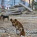 Mais de 100 casos de mordeduras de animais registados em Viana