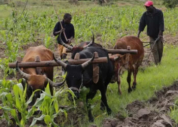 Sete províncias apontam  burocracia de título de terra  como principal entrave para o  impulso da agricultura familiar