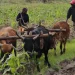 Sete províncias apontam burocracia de título de terra como principal entrave para o impulso da agricultura familiar