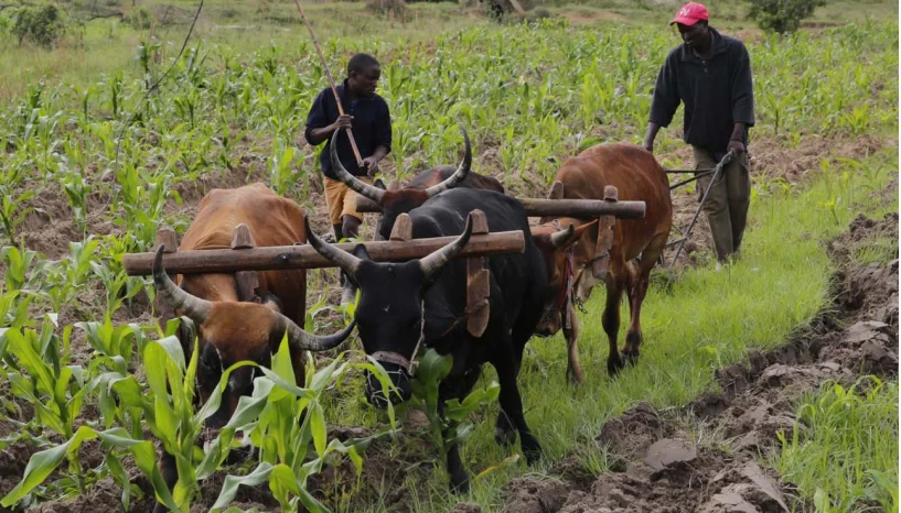 Sete províncias apontam burocracia de título de terra como principal entrave para o impulso da agricultura familiar