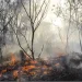 Mais de 10 mil hectares no Huambo devastados pelas queimadas anárquicas