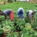 Excesso de burocracia na aquisição de títulos de concepção de terra inviabiliza financiamento aos agricultores