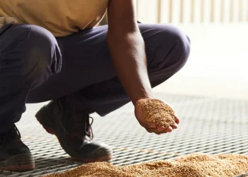 Foodtec reforça stock com 50 toneladas de trigo para produção de farinha